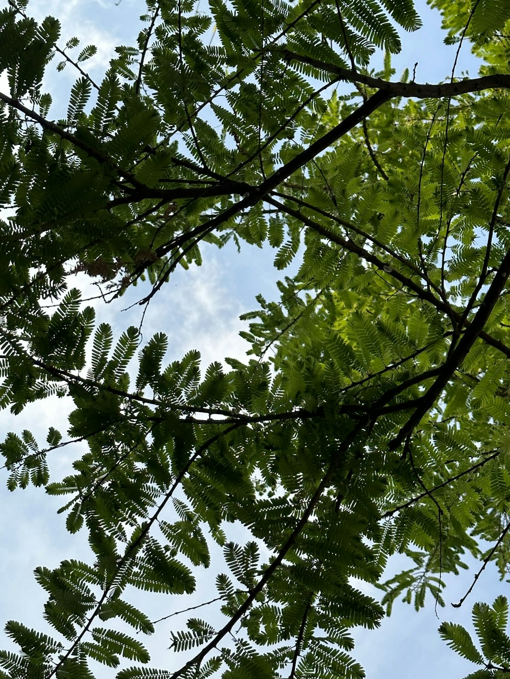 looking up at the leaves of a tree