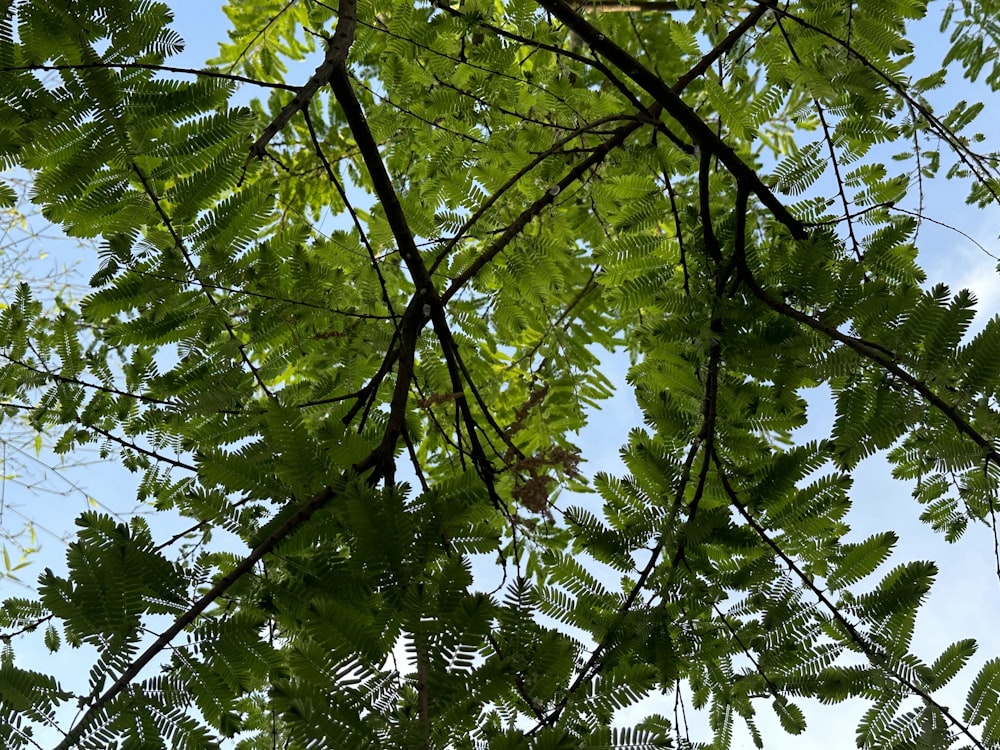 guardando le foglie di un albero