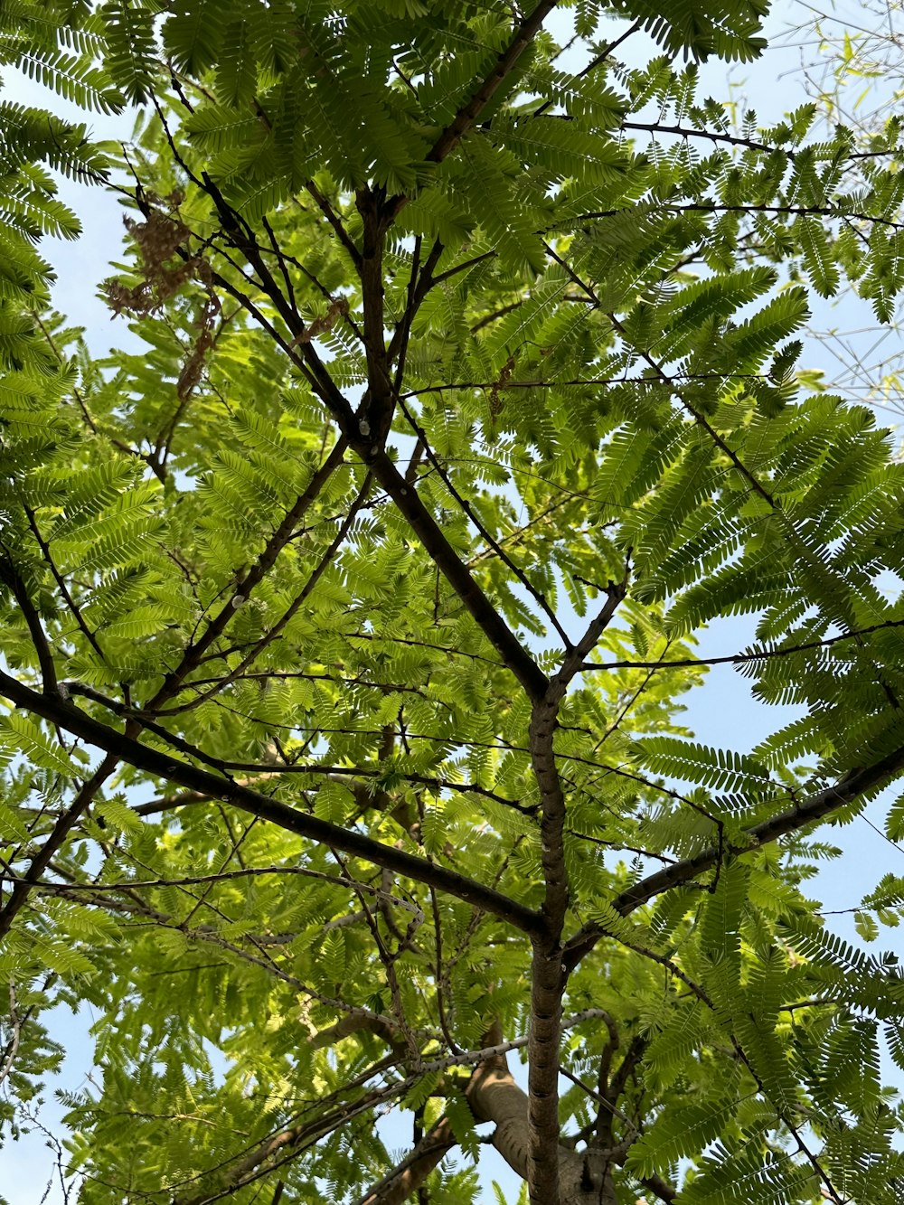 un uccello seduto su un albero che guarda le foglie