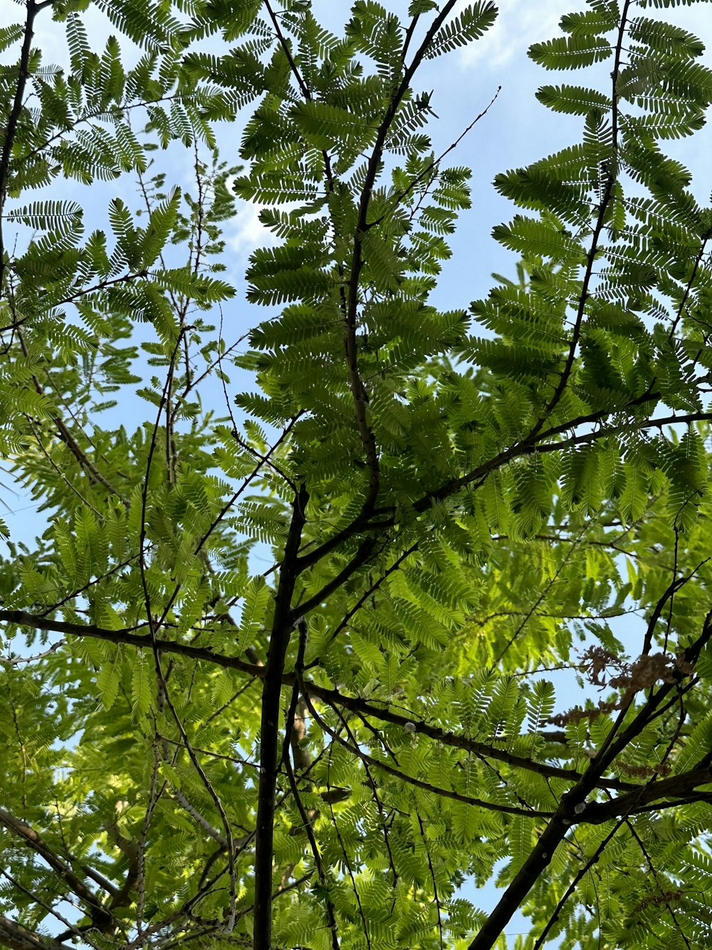 una veduta delle foglie di un albero dal basso