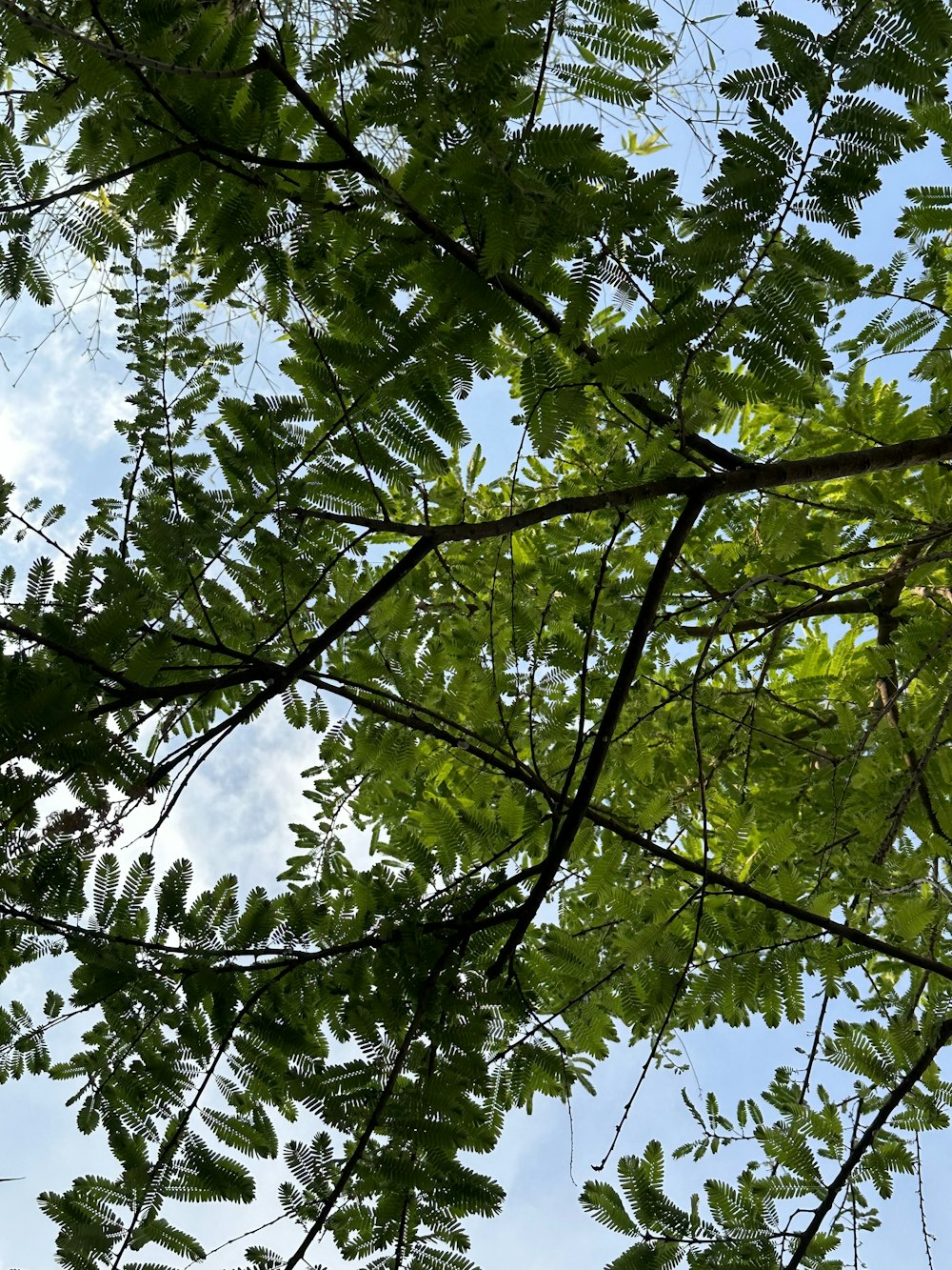 Guardando i rami e le foglie di un albero