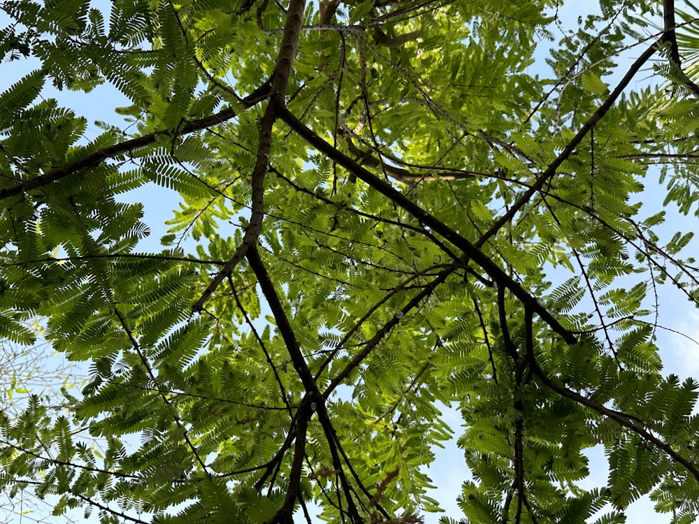 looking up at the branches and leaves of a tree