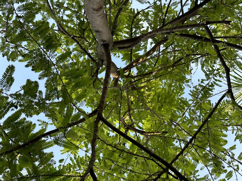 un uccello è appollaiato su un ramo d'albero
