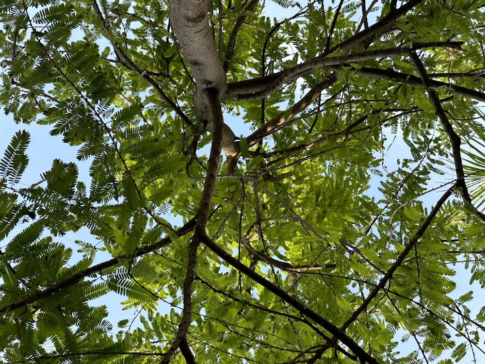 a bird is perched on a tree branch