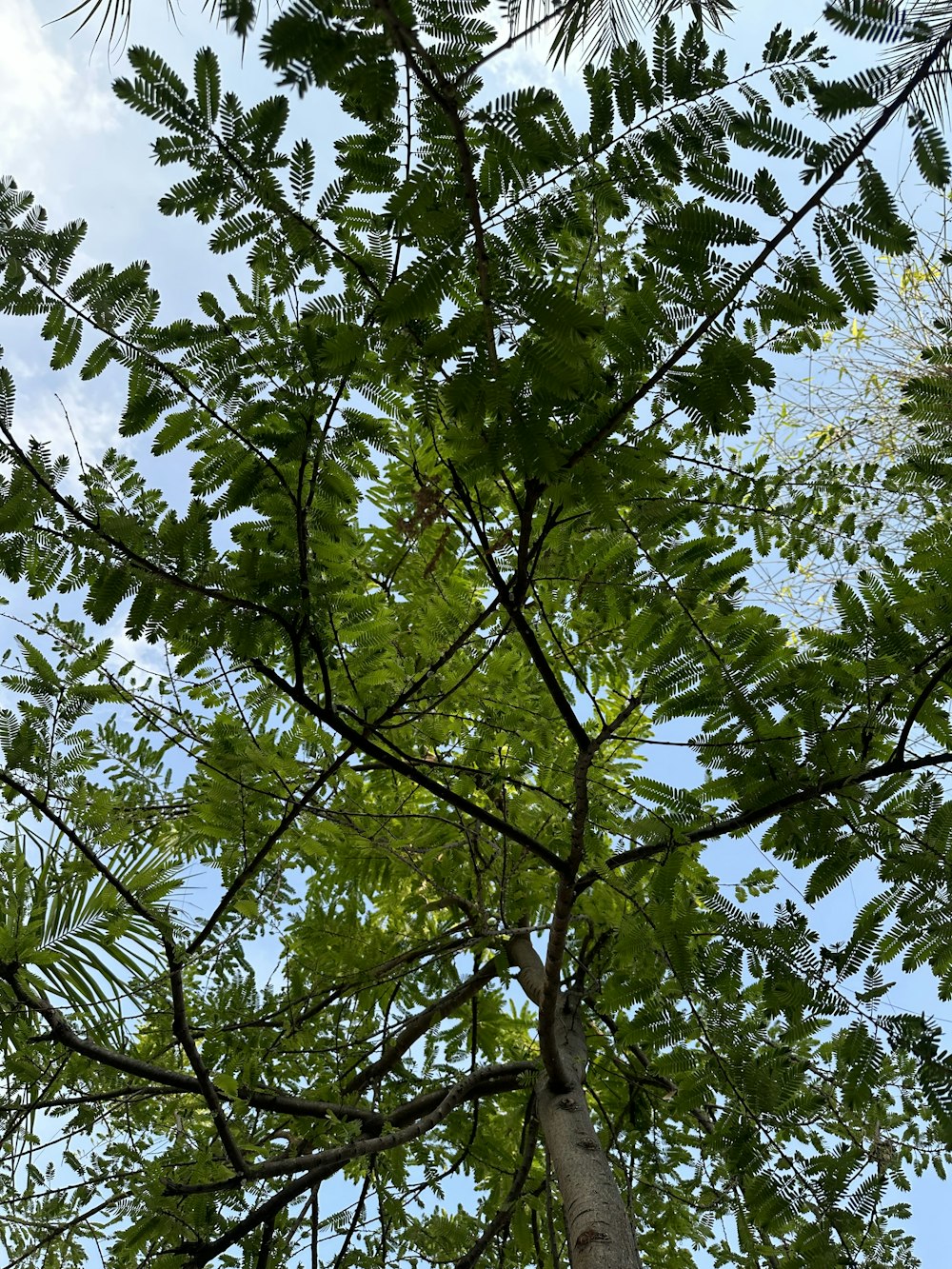 un albero alto con molte foglie verdi
