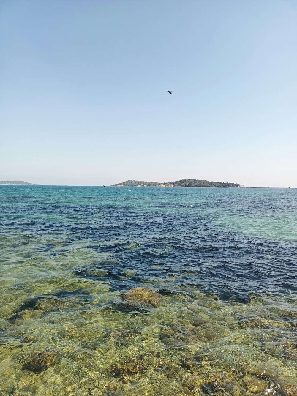 a bird flying over a body of water