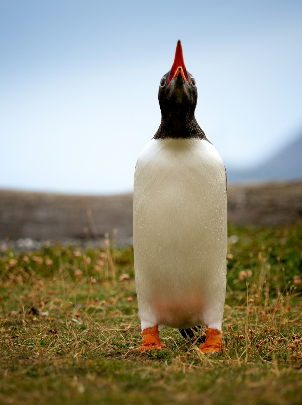 a penguin with a red beak standing in the grass