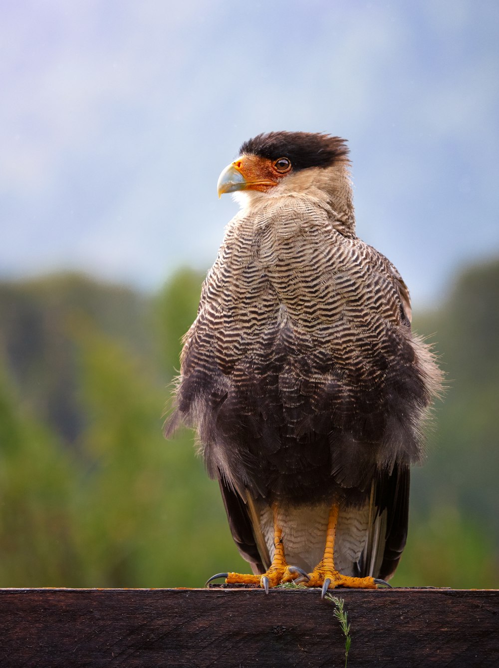 a bird sitting on top of a wooden fence