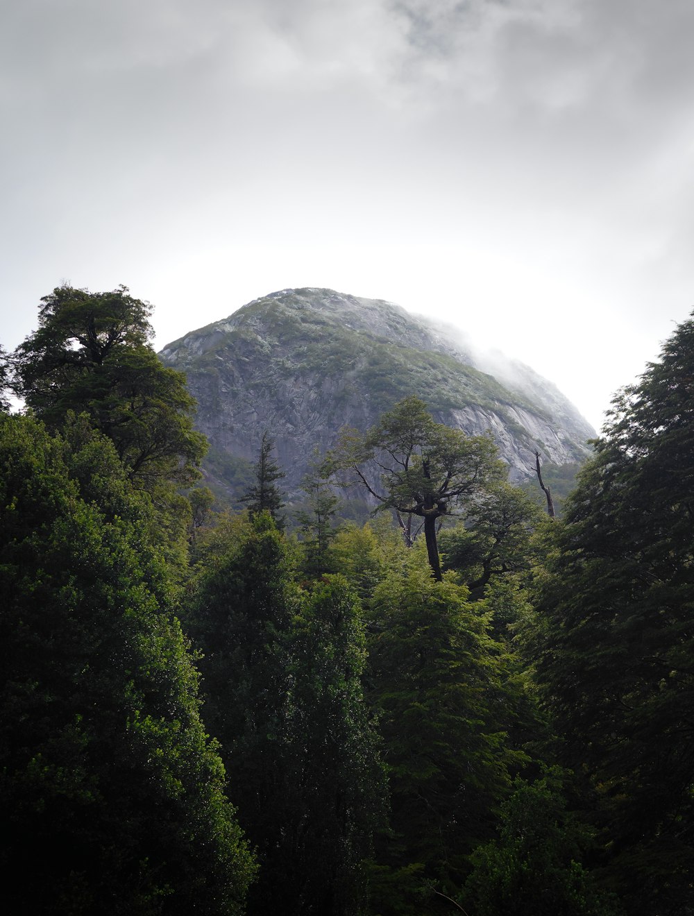 a view of a mountain with trees in the foreground