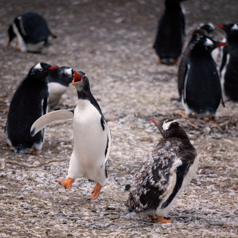 eine Gruppe von Pinguinen, die auf einem Feld stehen