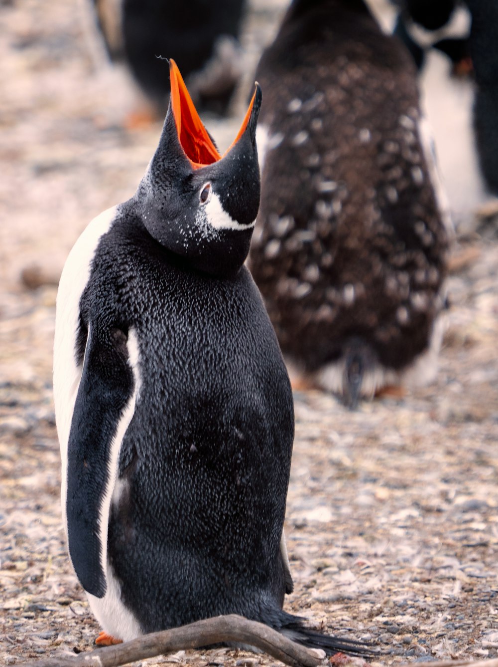 a penguin with an orange beak standing on the ground