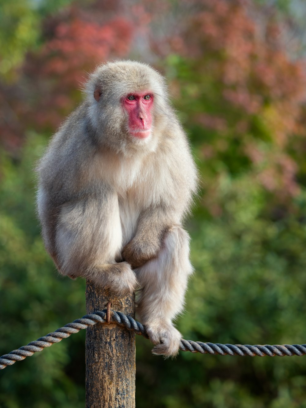 ein Affe, der auf einem Holzpfosten sitzt