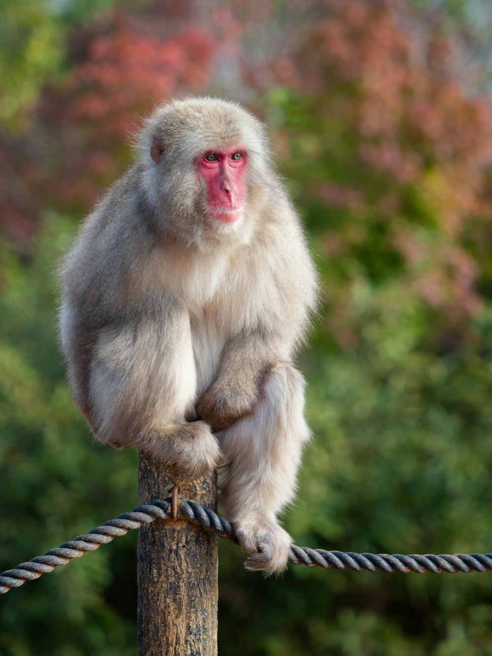 a monkey sitting on top of a wooden post