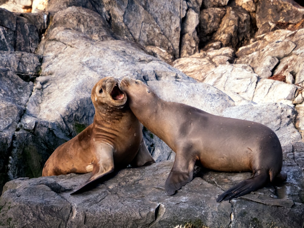 a couple of sea lions sitting on top of a rock