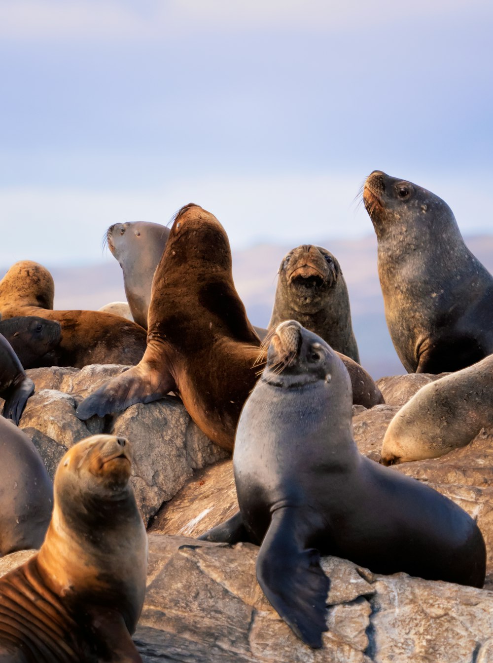 um grupo de leões marinhos sentados em cima de uma rocha