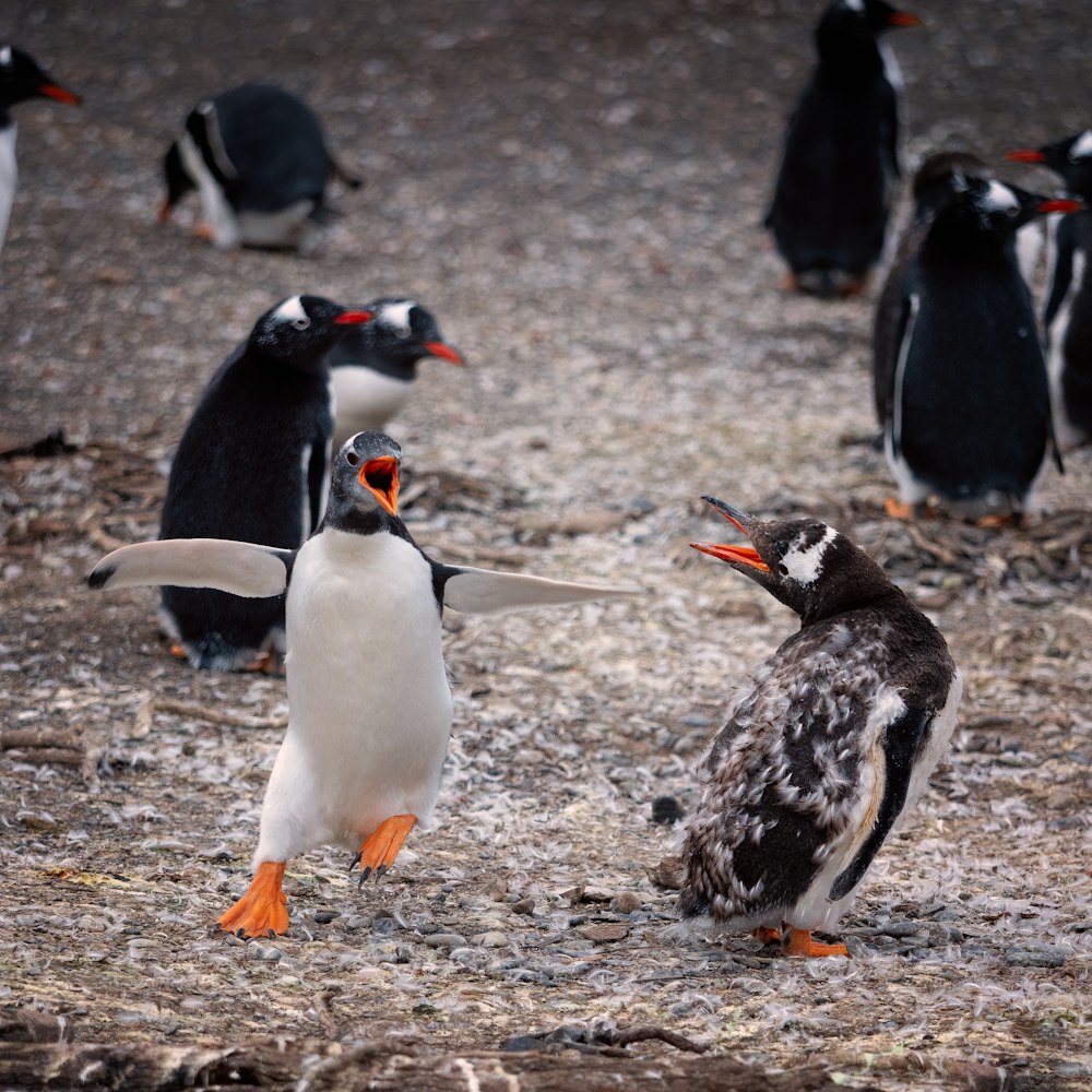 a group of penguins standing on top of a sandy beach