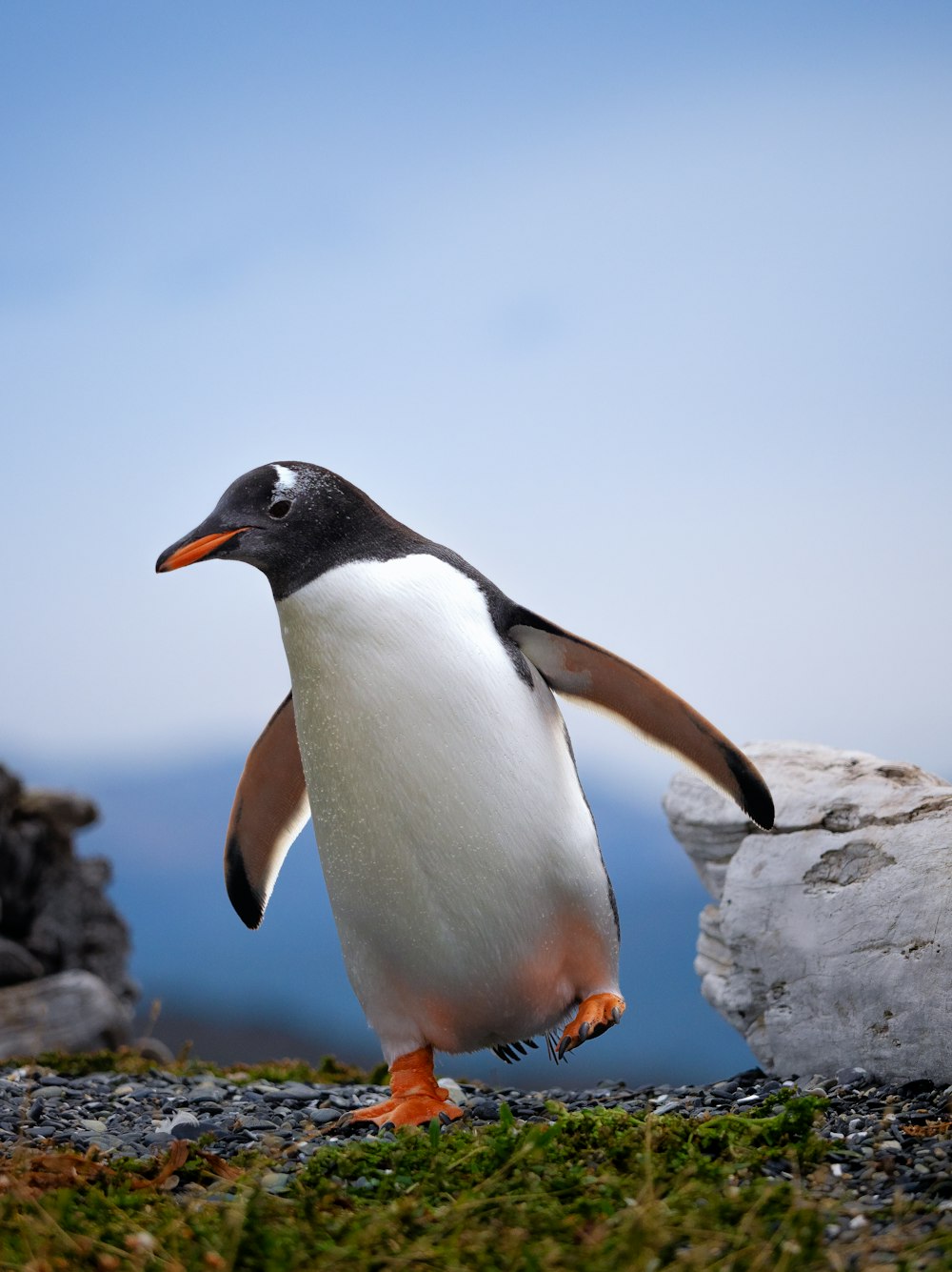 a penguin is standing on a rocky area
