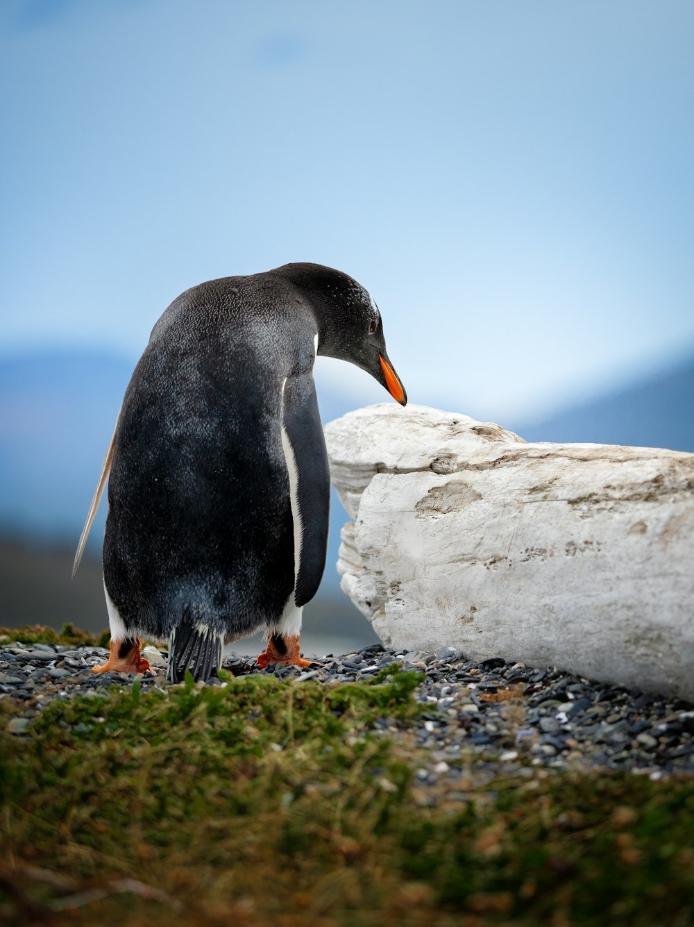 a penguin with an orange beak standing next to a rock