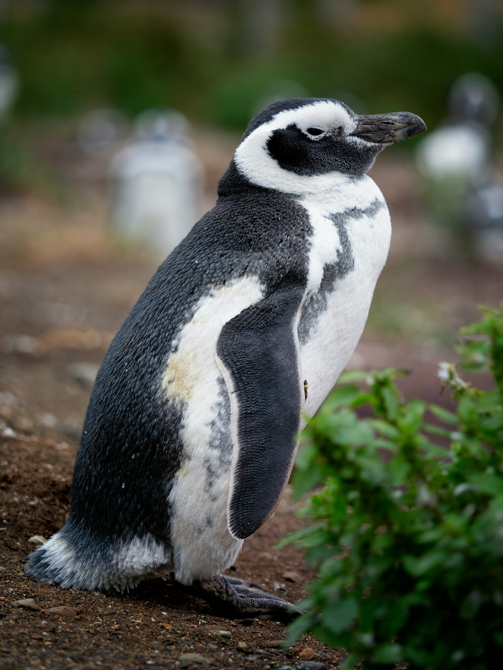 a black and white penguin standing on top of a dirt field