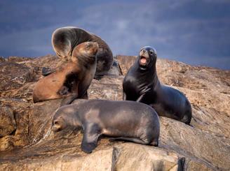 a group of sea lions sitting on top of a rock