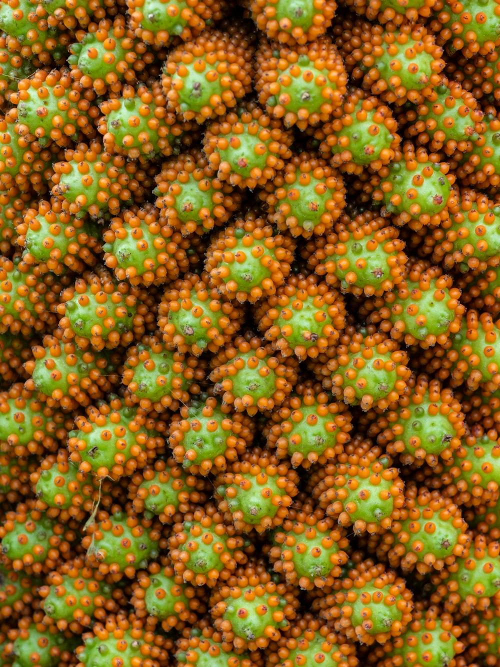a close up of a bunch of orange and green flowers