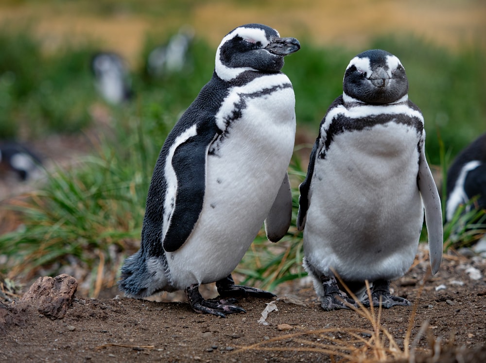 a couple of penguins standing next to each other