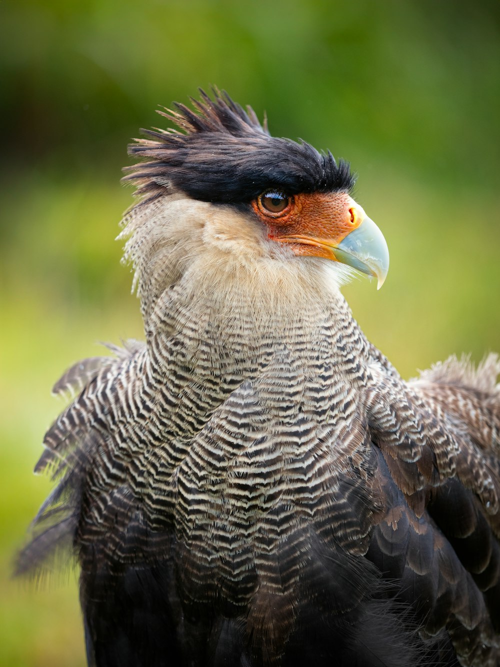 a close up of a bird with a blurry background