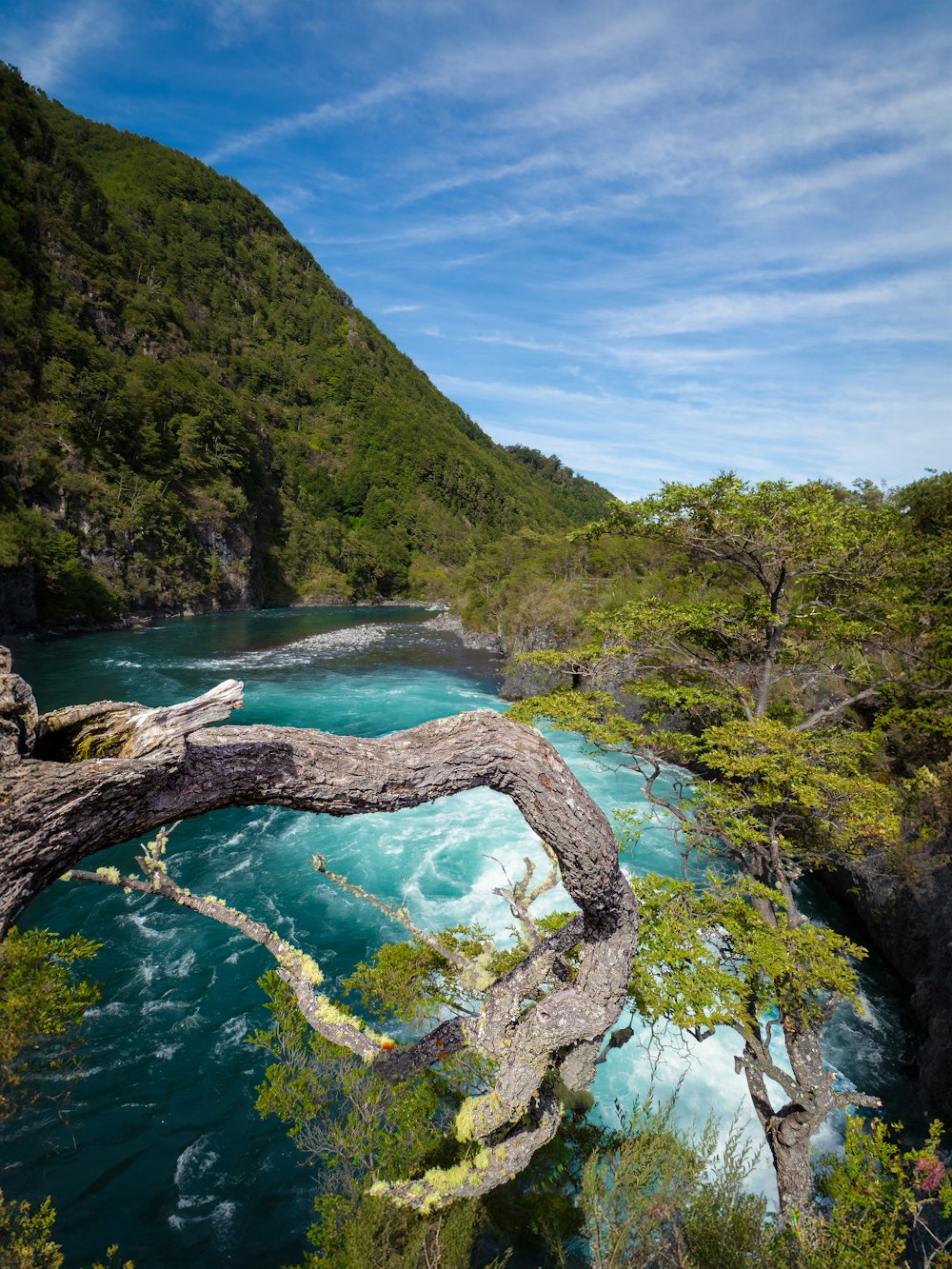 a river with a fallen tree in the middle of it