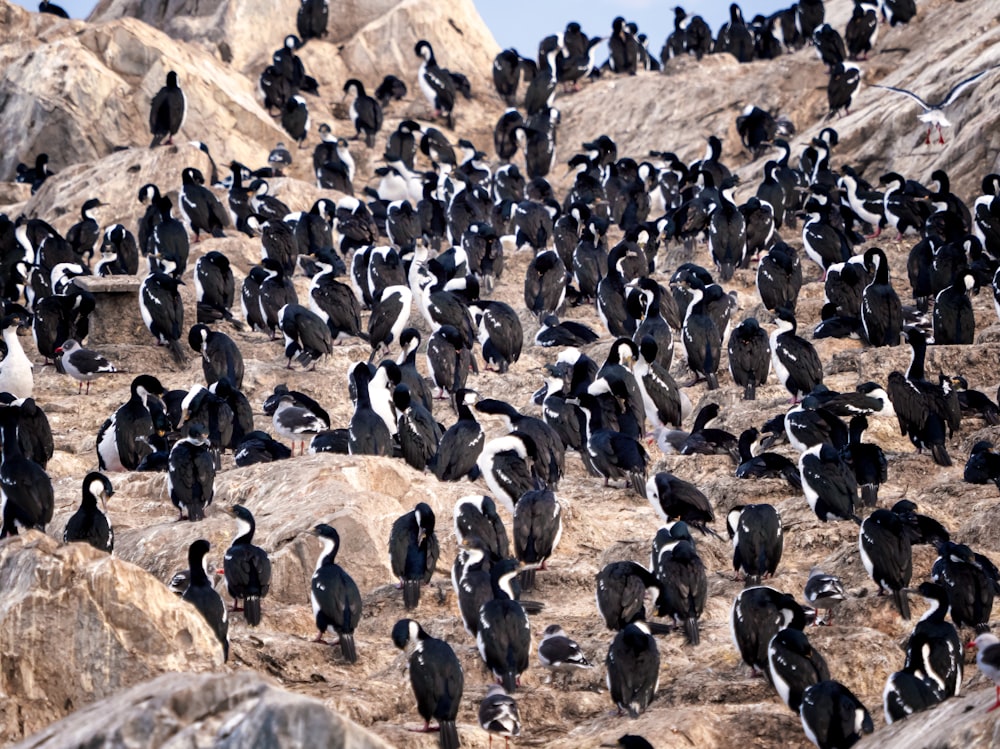 a large flock of birds standing on top of a rocky hillside