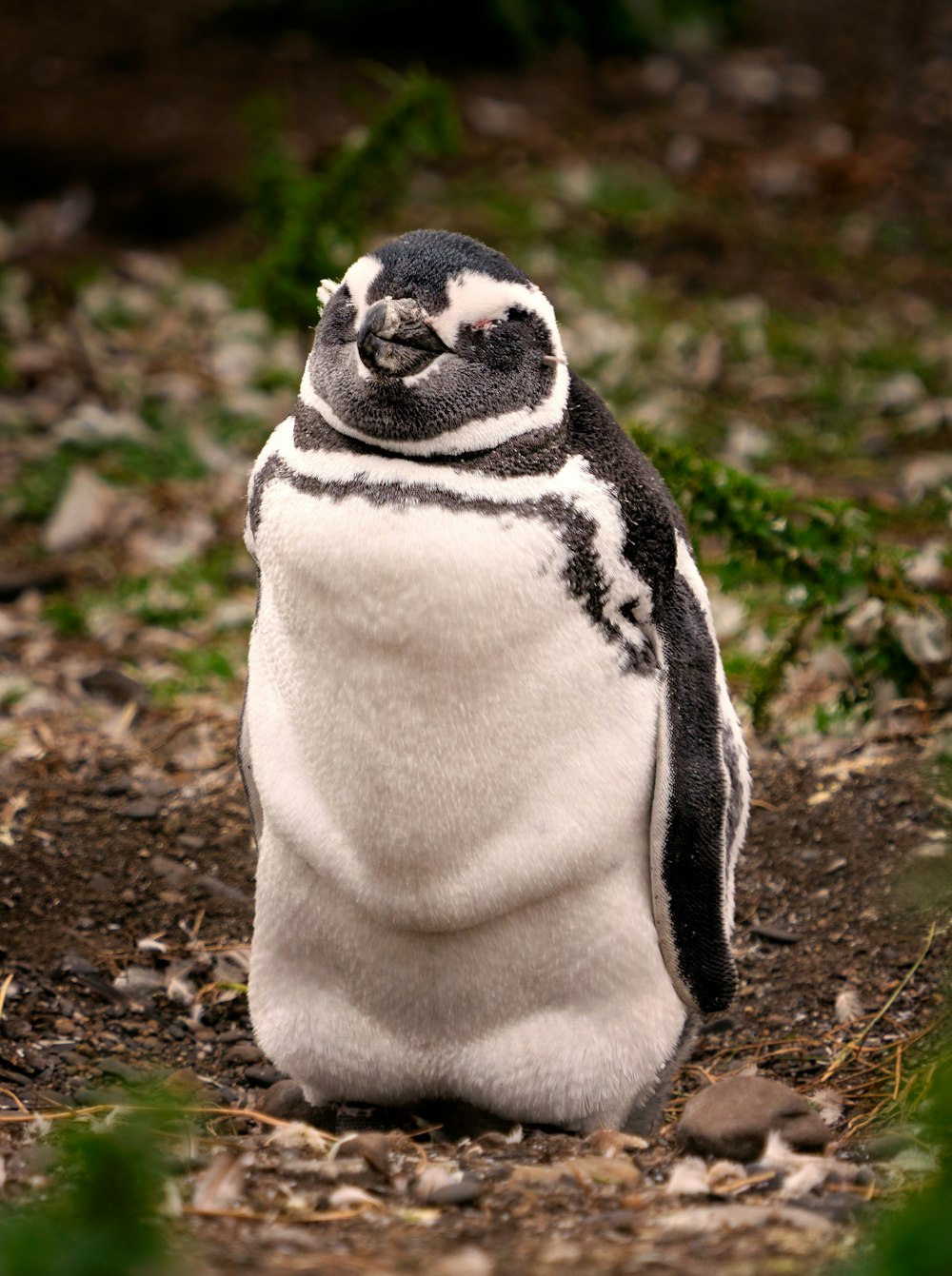 a stuffed penguin is sitting on the ground