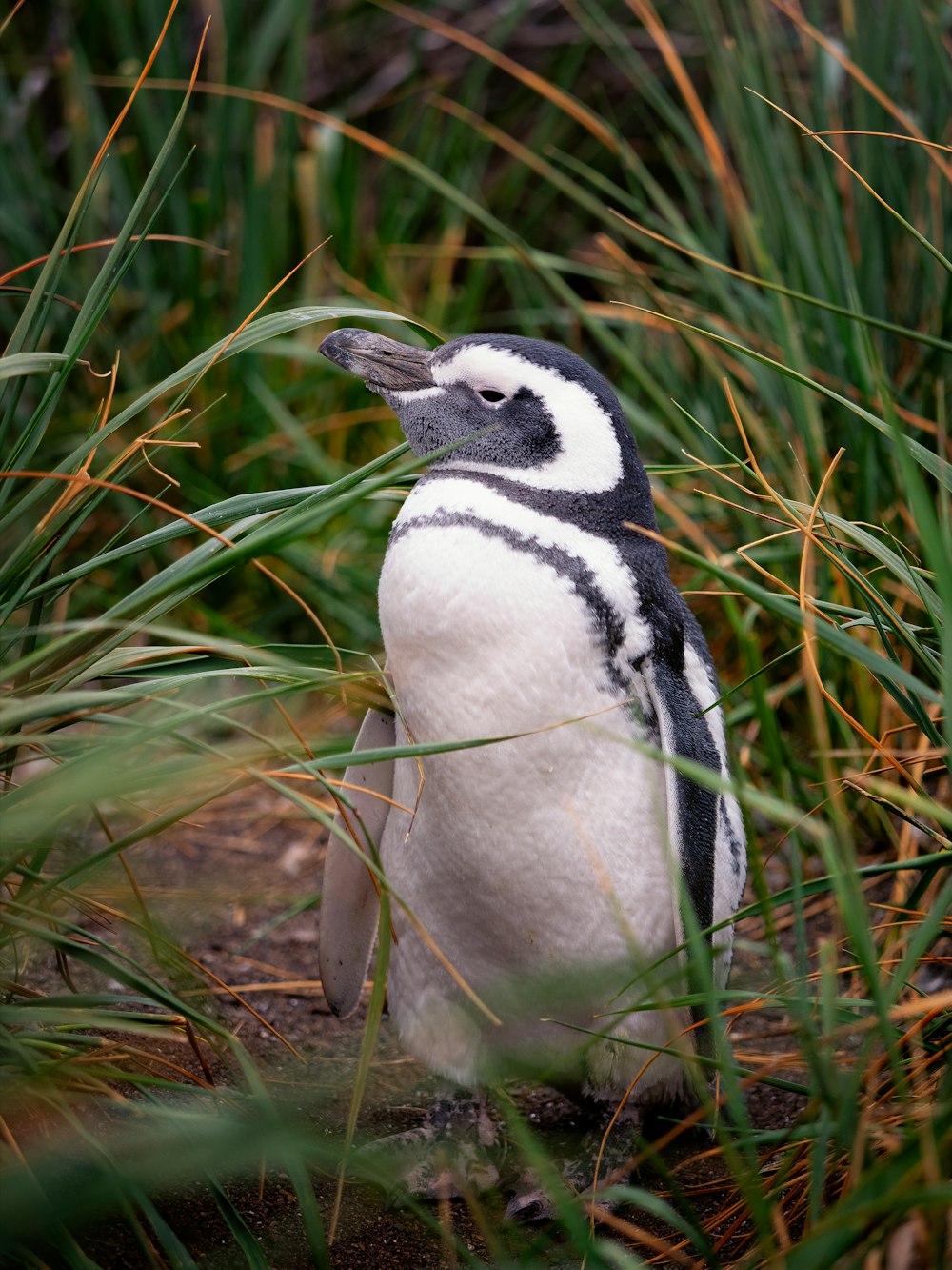 Ein kleiner Pinguin steht im Gras
