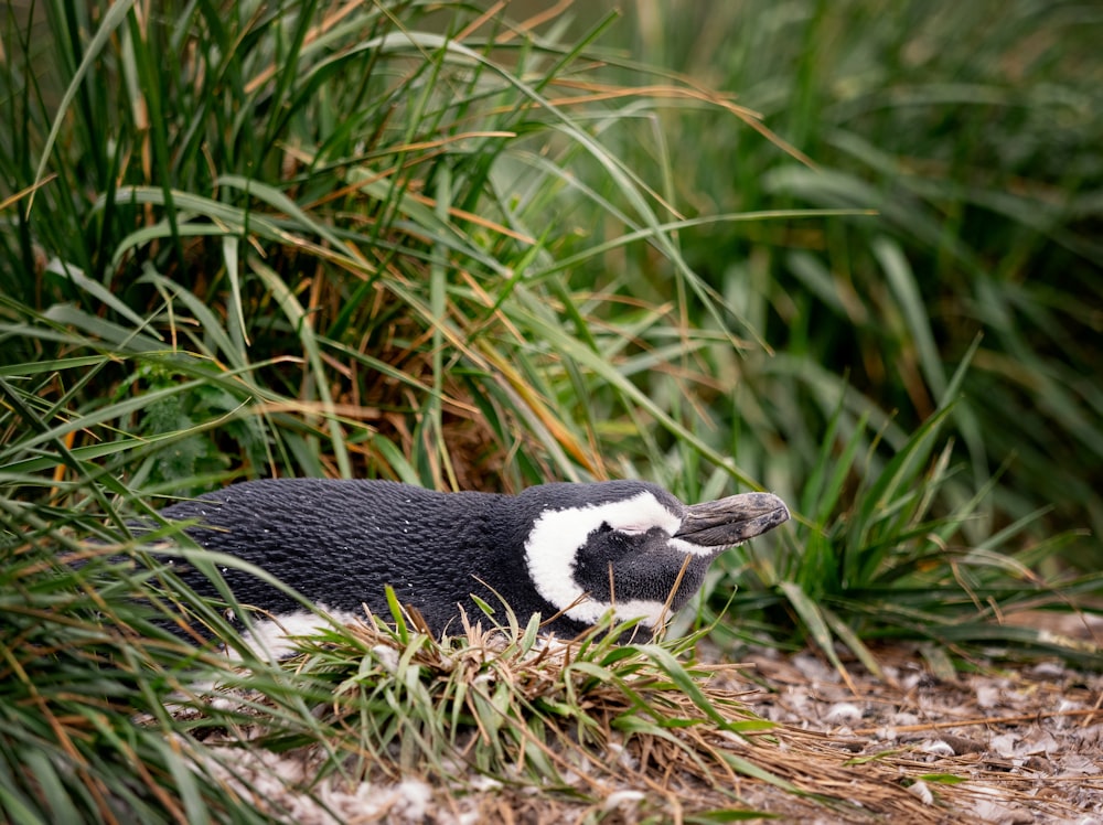 a black and white penguin laying in the grass