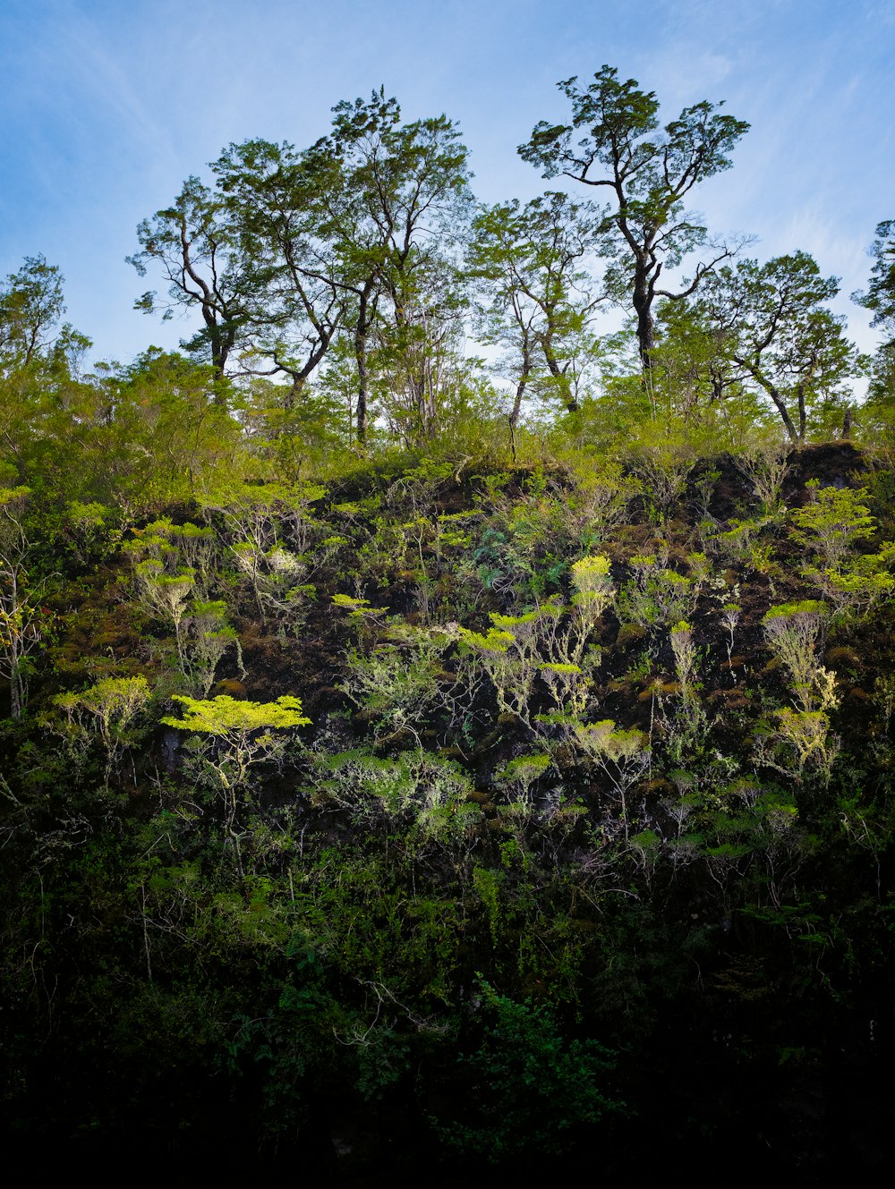 a lush green forest filled with lots of trees