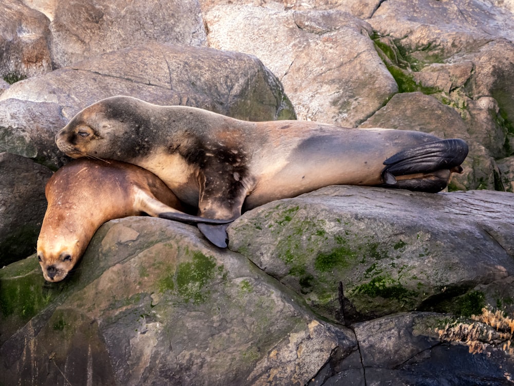a sea lion laying on top of a large rock