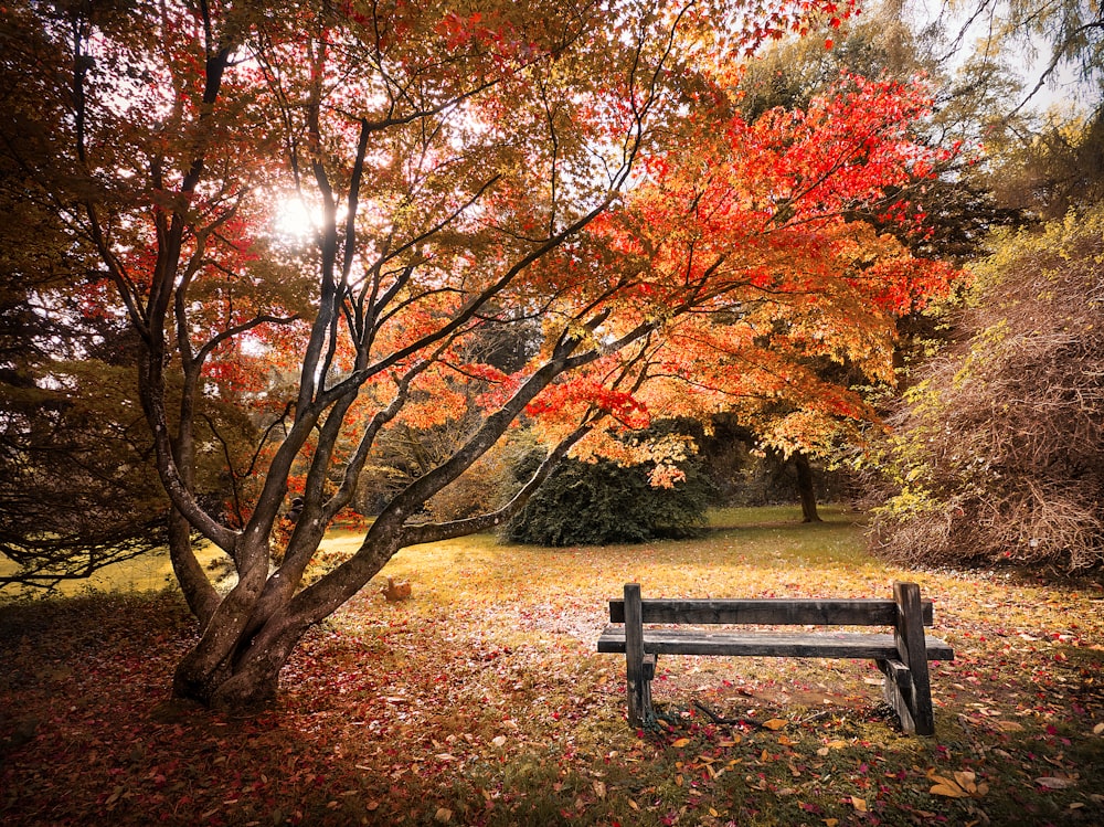 un banco de madera sentado bajo un árbol lleno de hojas