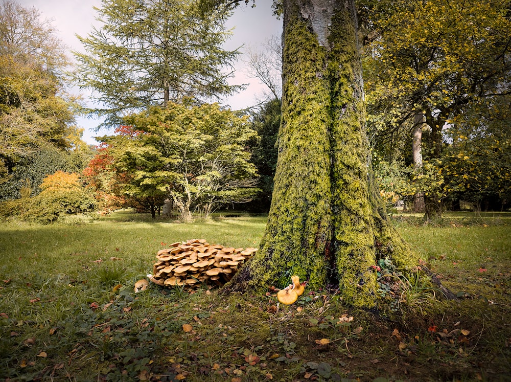 a pile of mushrooms sitting on the ground next to a tree