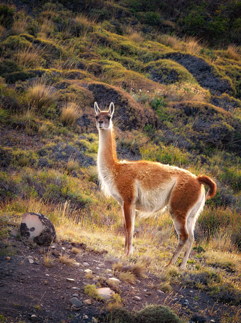 a llama standing on a grassy hill side