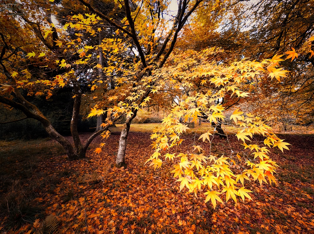 a tree with yellow leaves in a park