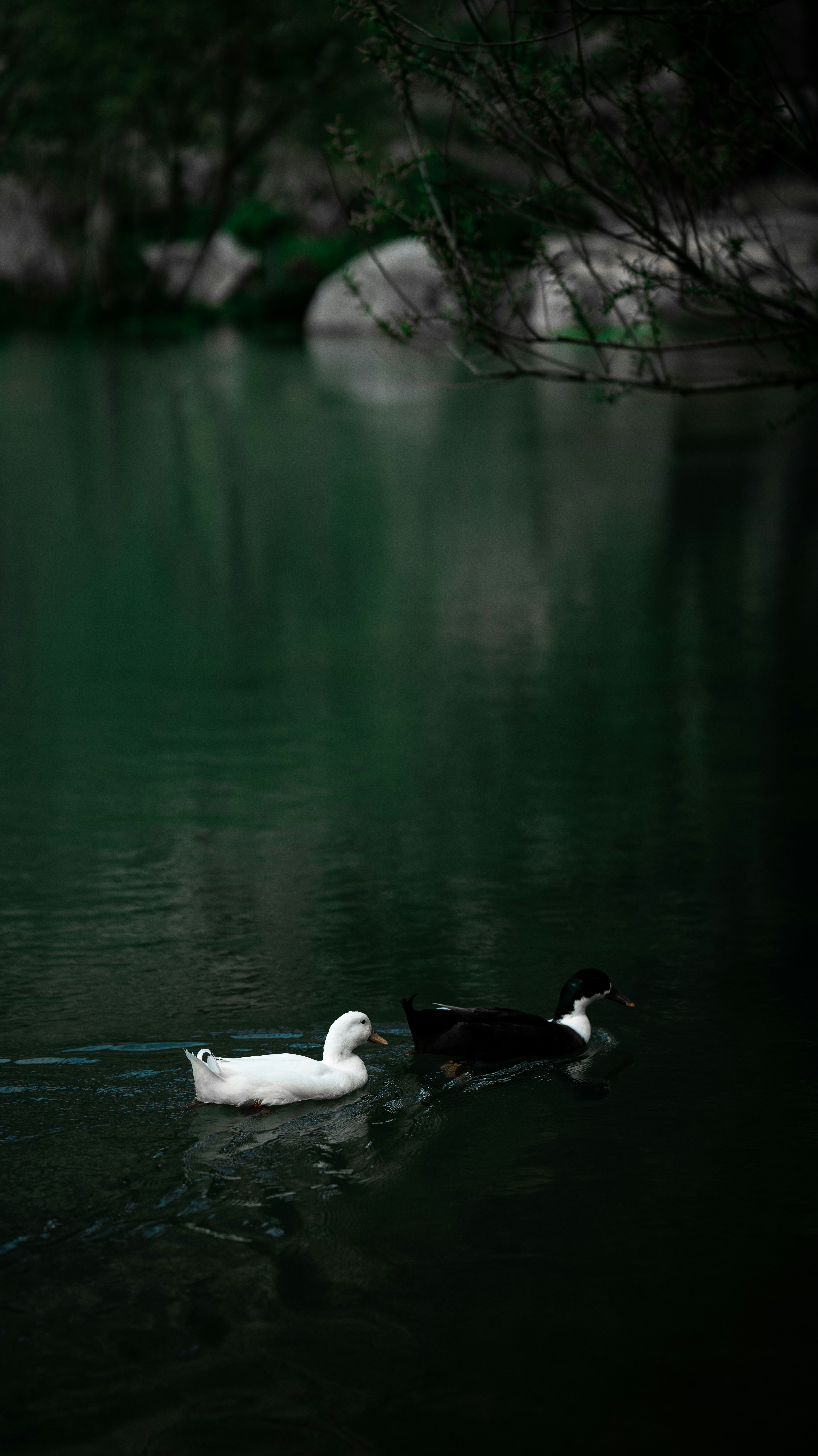 una coppia di anatre che galleggiano in cima a un lago