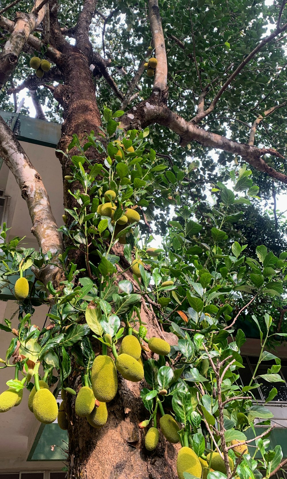 a tree with lots of fruit growing on it