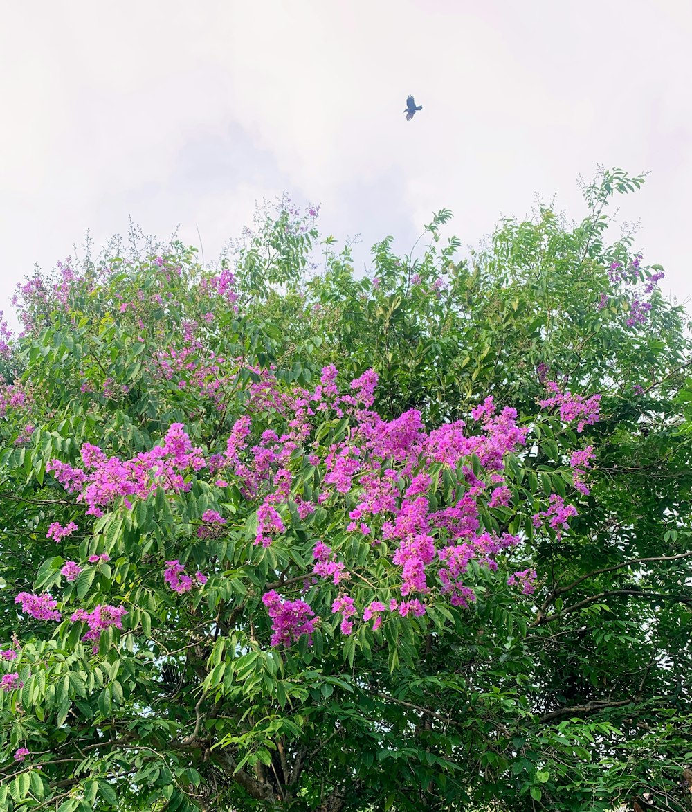 a tree with purple flowers in the foreground and a bird flying in the background