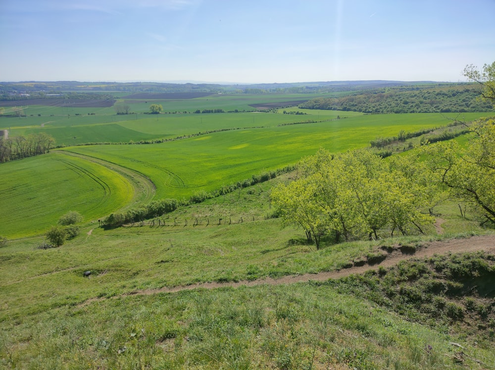 a lush green field with a dirt path in the middle