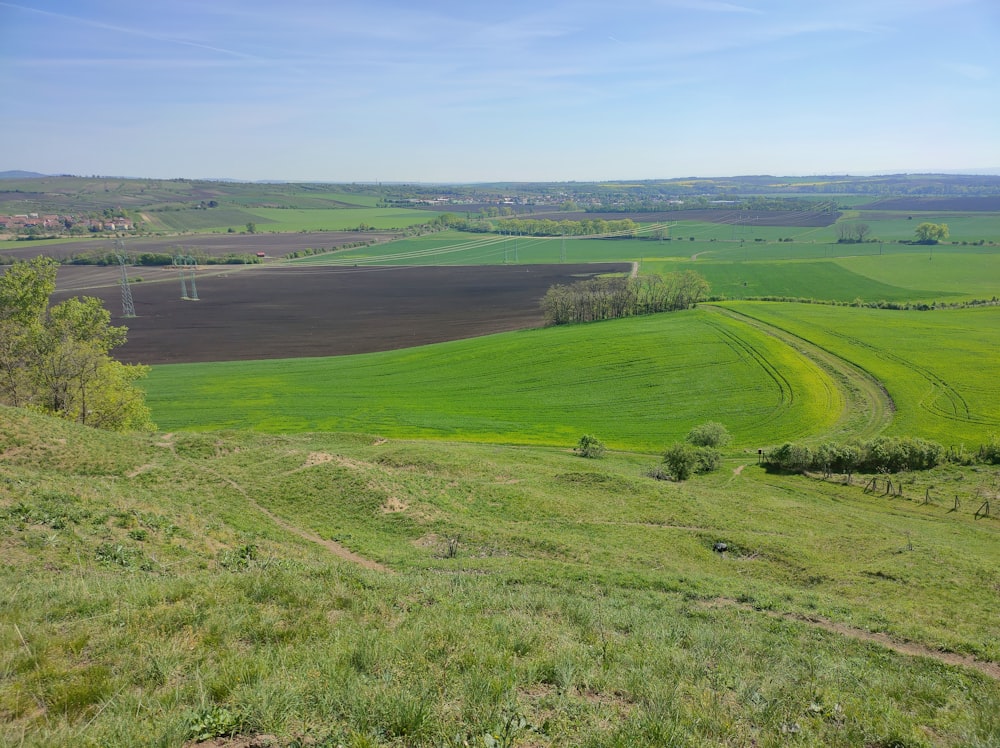 a large field of green grass with a blue sky in the background