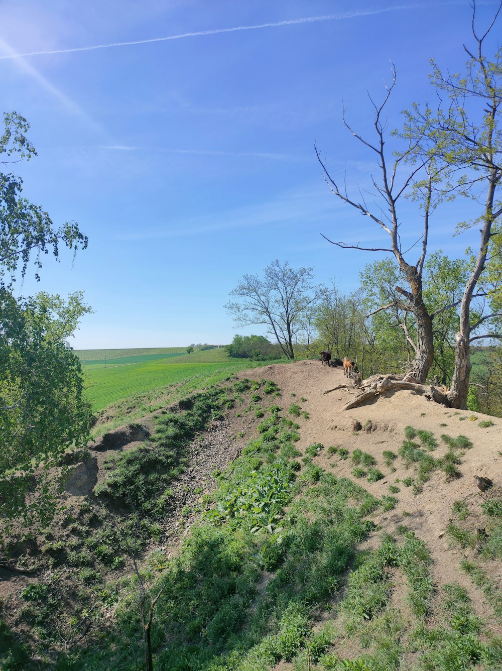 a view of a grassy field with trees and cows in the distance