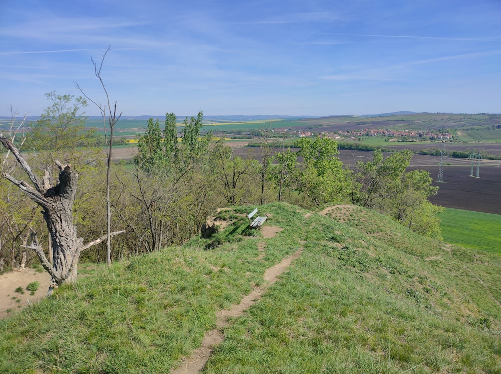 a bench sitting on top of a lush green hillside