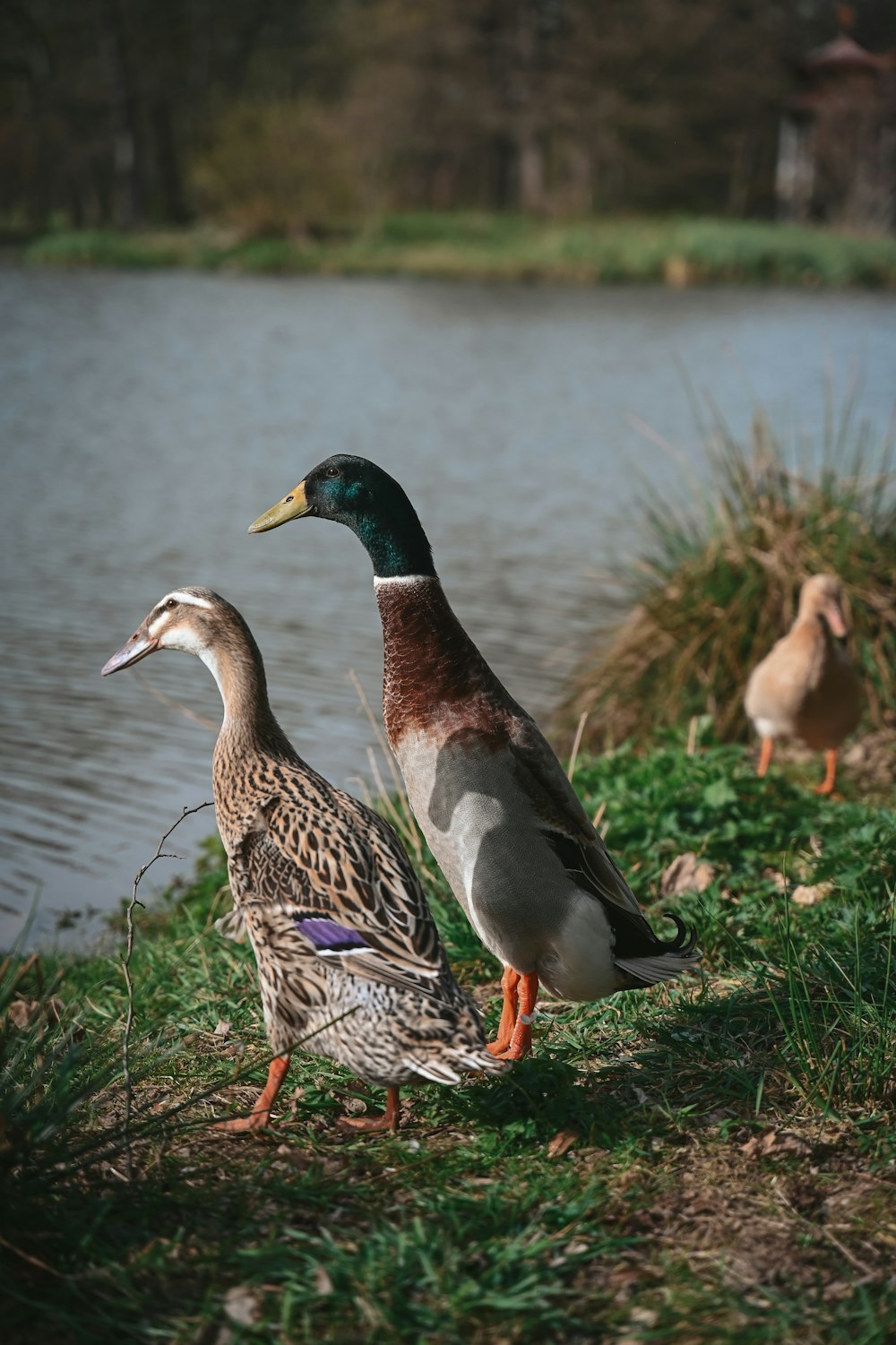 a couple of ducks standing next to a body of water