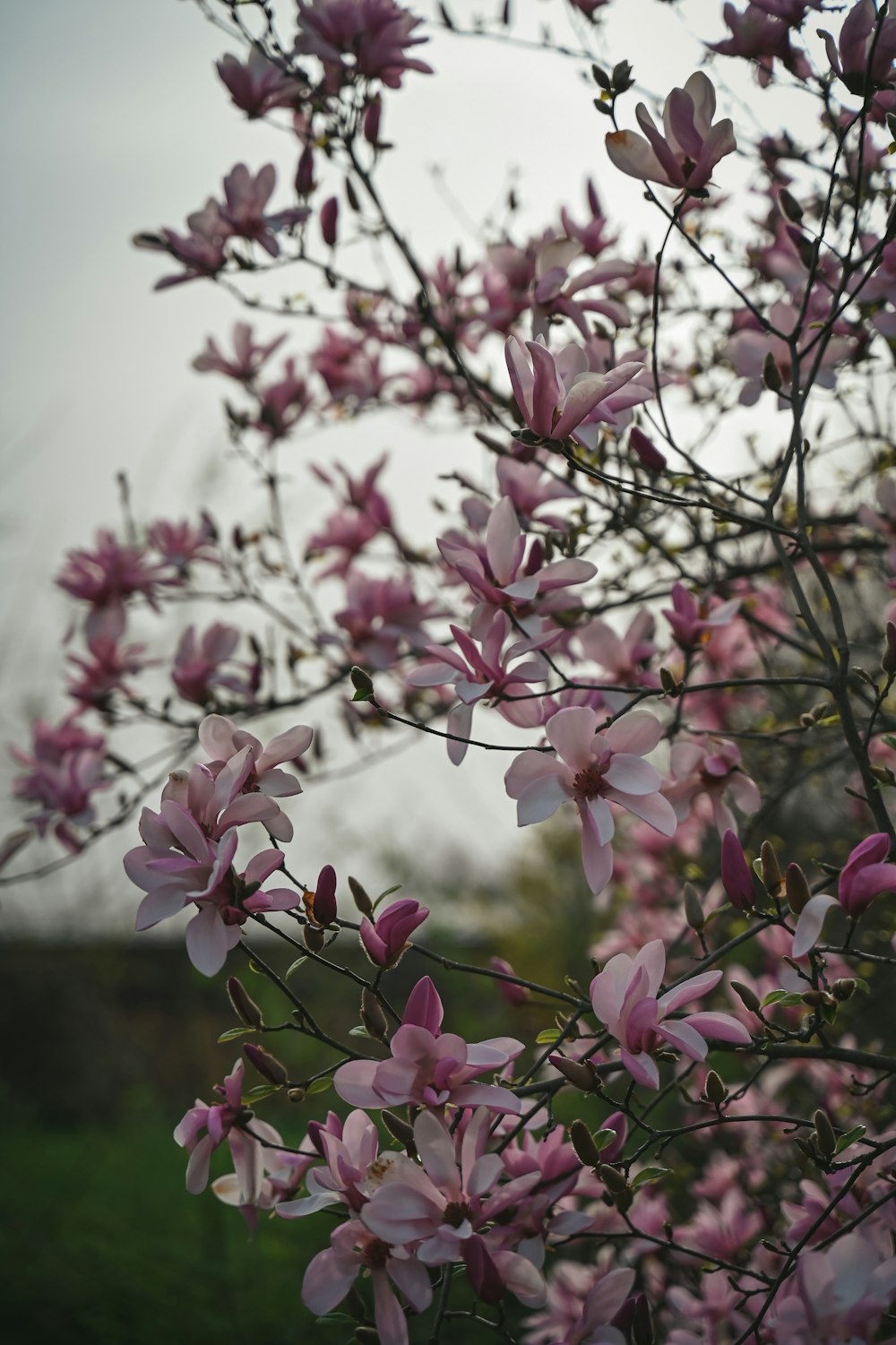 a bunch of pink flowers on a tree