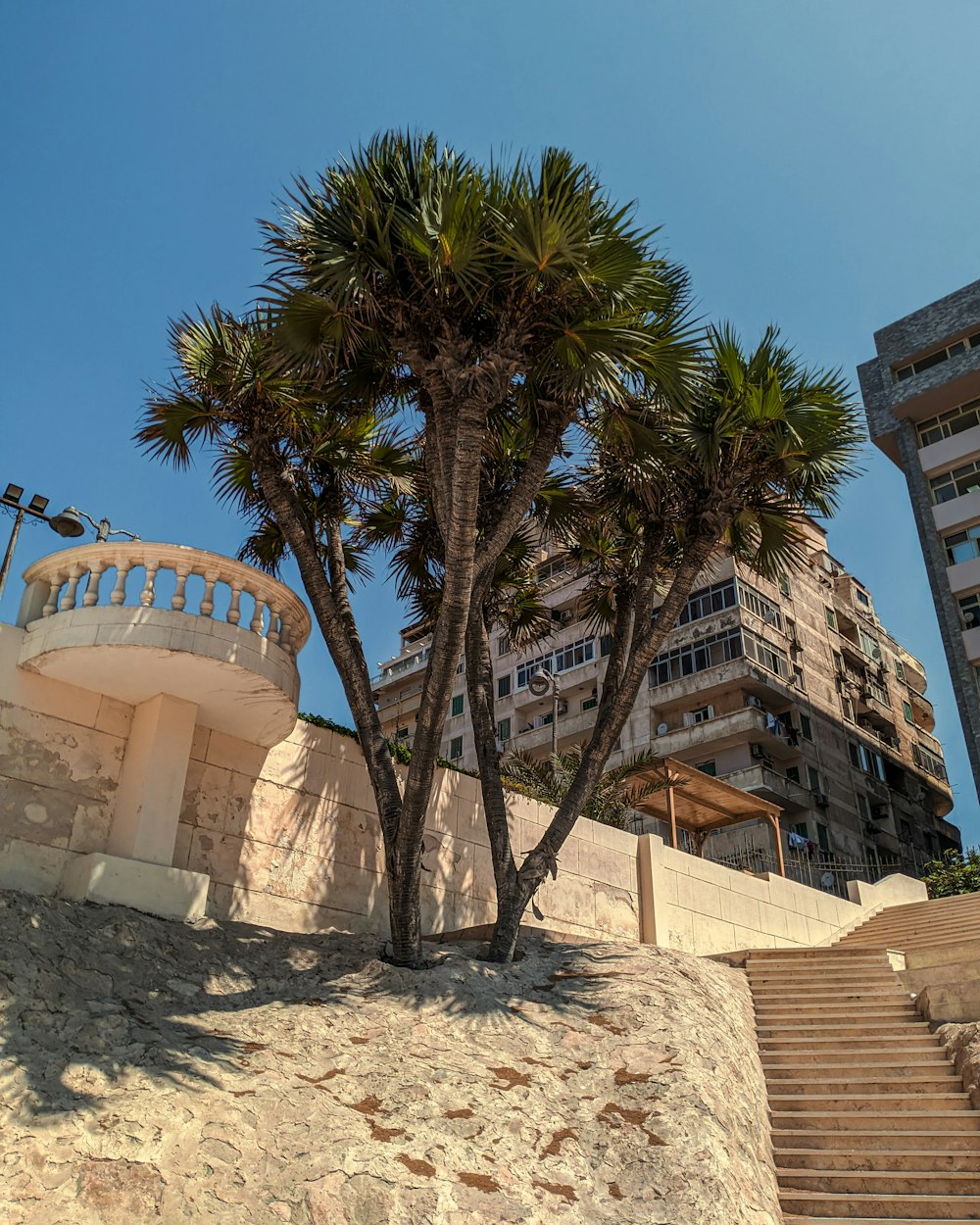 a couple of palm trees sitting next to a building