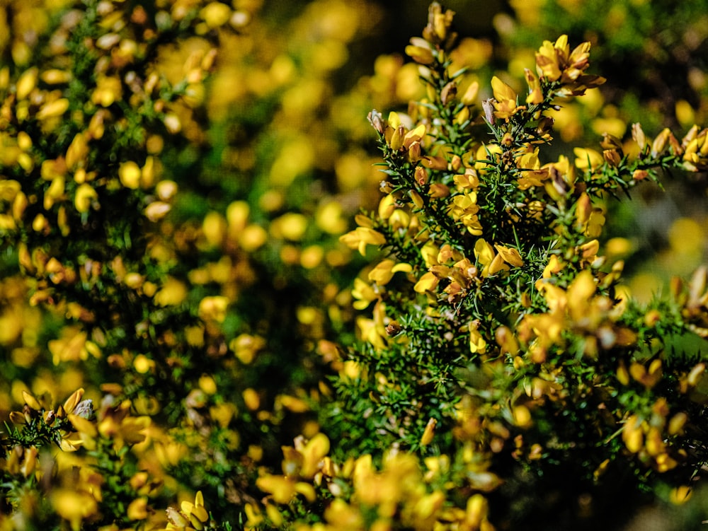a close up of a bush with yellow flowers