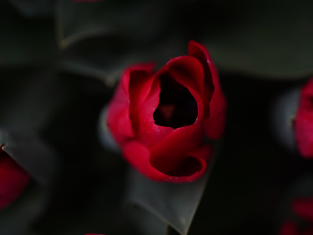 a close up of a red flower with green leaves